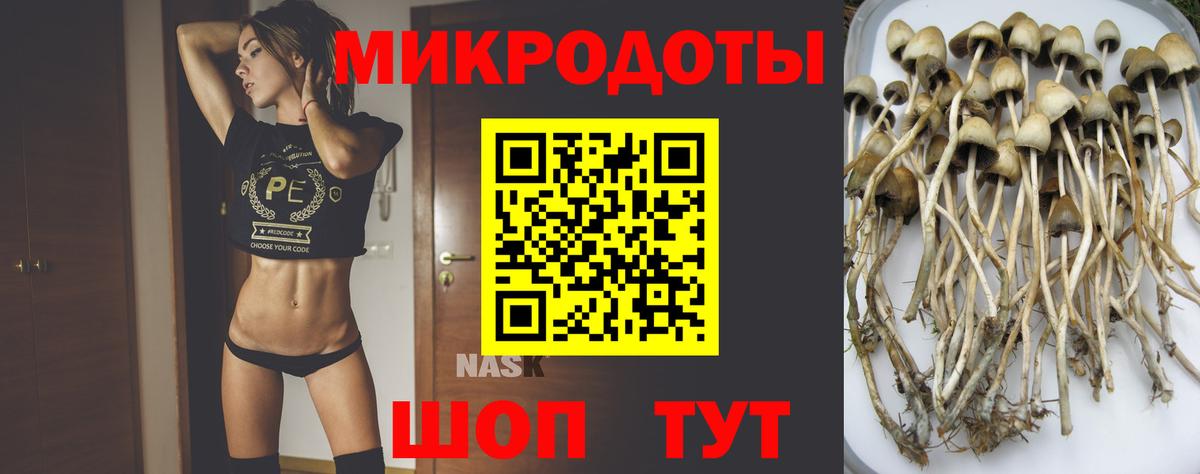Псилоцибиновые грибы Psilocybine cubensis Майский